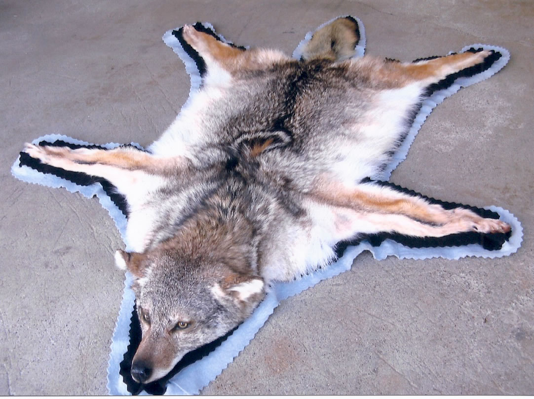 Mac's Taxidermy, Mooseheads for Sale, Taxidermy for sale, Taxidermy